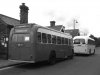 buses (Small).jpg