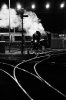 Bittern rail glint.JPG