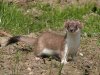 stoat02.jpg