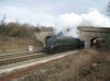 bittern.jpg