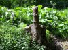 consallstump.jpg