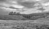 DSC_2426bw.jpg