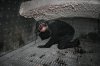 06101101BHSaraLygo cleans ash from grate slotsDE.JPG