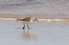 Sanderling-(6)-web.jpg