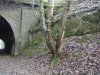 L Tree 18.JPG
