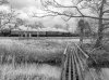 DSC_0894 60103 Heamies bw 170418.JPG