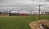 DSC_3375 35018 Cranberry 180319.JPG