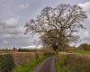 DSC_3387 60163 Haston 230319.JPG