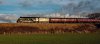 East Coast Thoroughbred Goes West-©2020 PAV4.jpg