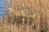 Bittern-(3)-web.jpg