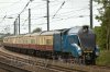 Bittern Andy Moore WM.jpg