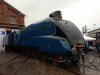 Mallard at Donc 11 09 2013.JPG