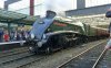 Carlisle - Scottish Lowlander 2014.JPG
