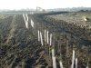 SouthFieldHedge-220114.jpg