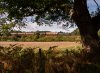 22D_1197 9351 Sandy Lane 170922.jpg