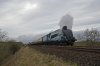 Bittern 4a.jpg