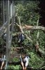 tree_1.jpg