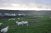 DSC_0936r.jpg