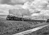 In Fine Fettle-©copyright 2024-Peter AinsworthLOWRES.JPG