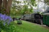 manston bluebells.JPG