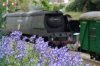 bluebell or wl.JPG