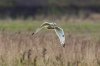 Short-eared-Owl-(9)-fbook2.jpg