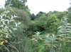 r19-298.jpg