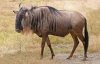 Gnu.jpg