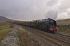 Appleby Duchess 3a.jpg