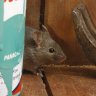 Shed Mouse