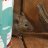 Shed Mouse
